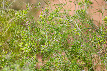 cumin seed plants on man hands isolated white background,cumin plants and cumin seed on man hands beautiful view,agriculture of cumin seed,isolated cumin seed