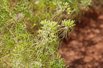 cumin (zira) on a farm in Gujarat India,Cumin cultivation and plants,most popular cumin seeds plant in indian farm or garden,agriculture of cumin seed,isolated cumin seed