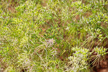 cumin (zira) on a farm in Gujarat India,Cumin cultivation and plants,most popular cumin seeds plant in indian farm or garden,agriculture of cumin seed,isolated cumin seed