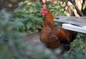 beautiful chickens and roosters outdoors in the yard.