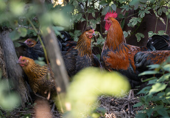 beautiful chickens and roosters outdoors in the yard.