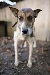 A lonely and sad guard dog on a chain near a dog house outdoors.