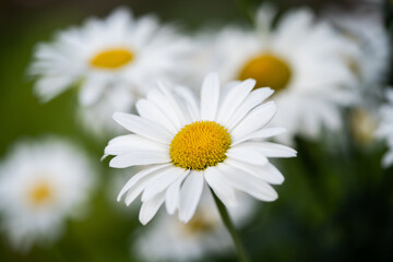 beautiful white chamomile flowers grow in the field