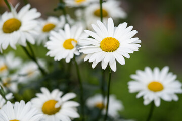 beautiful white chamomile flowers grow in the field