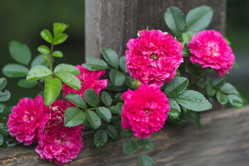 beautiful pink rose growing in the garden