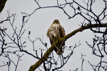 red tailed hawk