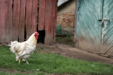 beautiful chickens and roosters outdoors in the yard