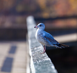The ring-billed gull (Larus delawarensis), bird resting on the railing of a wooden pier on a lake