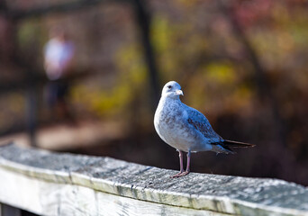 The ring-billed gull (Larus delawarensis), bird resting on the railing of a wooden pier on a lake