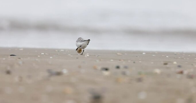 Sanderling (Calidris alba) small wading bird on the Adriatic Sea coast in winter.