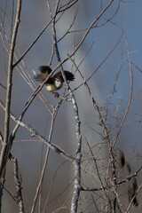 Carolina Wren landing on a branch with wings spread wide in Brazos Bend State Park, Texas