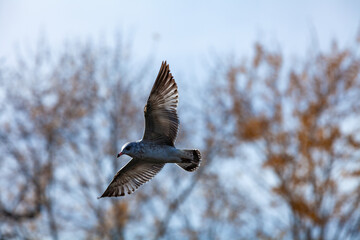 The ring-billed gull (Larus delawarensis), a bird flies against the sky above a lake in New Jersey