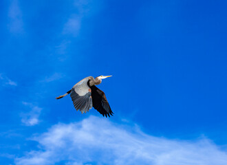 The great blue heron (Ardea herodias), a bird against the sky flies over a lake in New Jersey