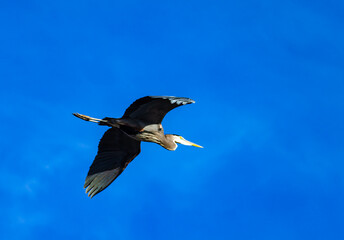 The great blue heron (Ardea herodias), a bird against the sky flies over a lake in New Jersey