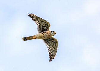 American Kestrel flying above Clear Creek in Pearland, Texas