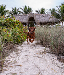 Red Irish setter on the beach