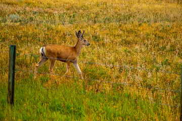 Mule Deer, MD of Willow Creek, Alberta, Canada