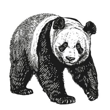 Black & white picture of panda, woodcut, old vintage style, hand drawn simple graphics, isolated on white background