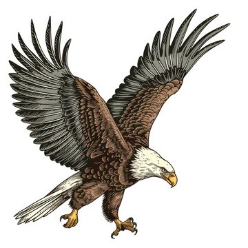 Colored picture of eagle, woodcut, old vintage style, hand drawn simple graphics, isolated on white background