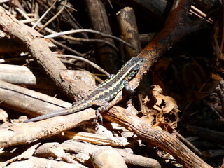 lizard on the rock