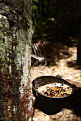 Rubber tree, Ecoparque de Una, Bahia, Brazil, South America.