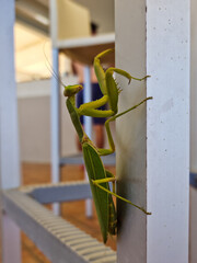 A mantis, Mantodea, specs on a chair, found in Greece on Crete. It is an insect that has its hands folded in prayer, a green large insect with big eyes, it is a cannibal, the praying mantis is predato