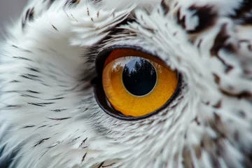 Poster Close up snowy owl eye with wooden background  © Mehr