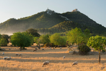 Schafe, Kloster Sant Salvador, Felanitx, Mallorca, Balearen, Spanien