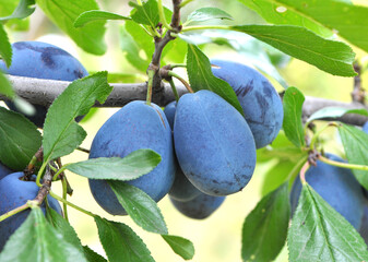 Plums ripen on a tree branch