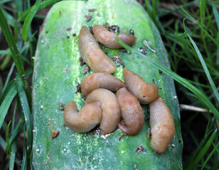 Slugs (molluscs of the gastropod class)  on vegetable crops