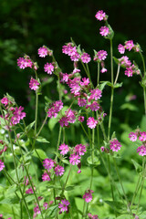 Silene dioica grows in the wild