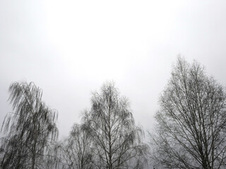 Winter landscape with snow-covered trees and foggy sky in the background