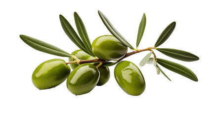 Olive branch with ripe and delicious olives, cut out