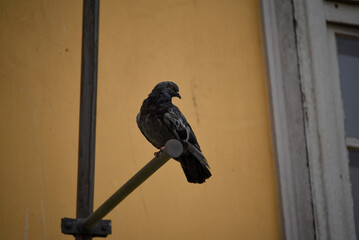 A single dark pigeon sitting on a black pipe of the old house.