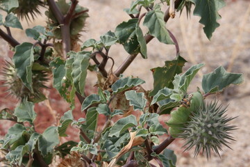 Small Moonflower, Datura Discolor, a native monoclinous annual herb displaying immature spheric thorny trichomatic dehiscent capsule fruit during Winter in the Borrego Valley Desert.