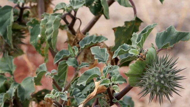 Small Moonflower, Datura Discolor, a native monoclinous annual herb displaying immature spheric thorny trichomatic dehiscent capsule fruit during Winter in the Borrego Valley Desert.