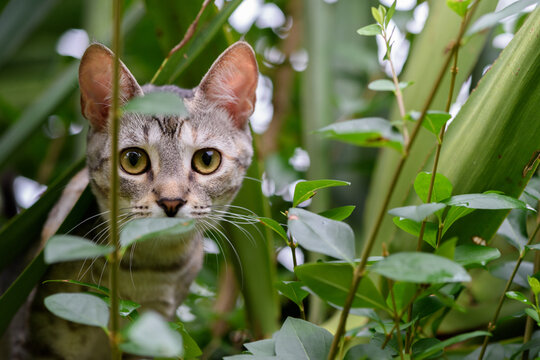 Gato joven camuflado entre arbustos con la mirada fija. 