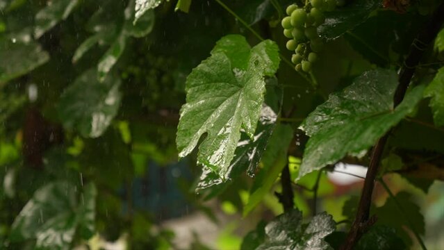 Raindrops falling in slow motion on grape leaves 