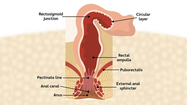 RECTUM AND ANAL CANAL,ANATOMY OF ANAL CANAL