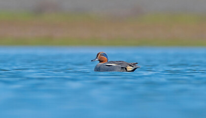 Eurasian Teal (Anas crecca) is a duck that lives in wetlands. It is seen in suitable habitats in many parts of the world.