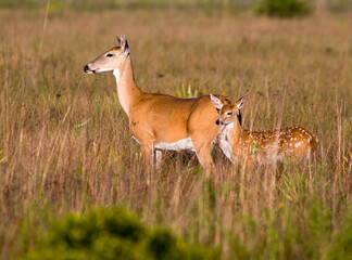 A white-tailed doe and her spotted fawn stand in a field. The morning sun gives a golden glow to the fur. Photographed in Kissimmee Prarie Preserve in Florida. 