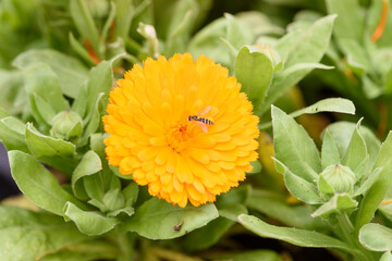 Flor de caléndula naranja con avispa y capullos sin florecer.
