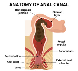 RECTUM AND ANAL CANAL,ANATOMY OF ANAL CANAL