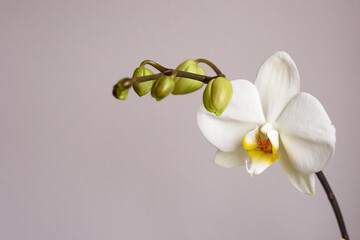 Detalle de flor orquídea blanca con capullos sobre fondo neutro.