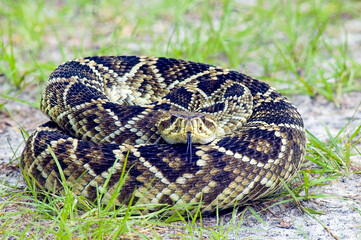 A coiled eastern diamondback rattlesnake, Crotalus adamanteus,   looking straight at the camera,...