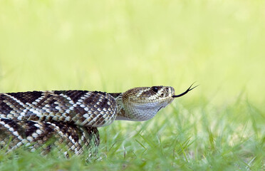 A beautiful portrait of a coiled eastern diamondback rattlesnake,  Crotalus adamanteus, with its forked tongue out. 