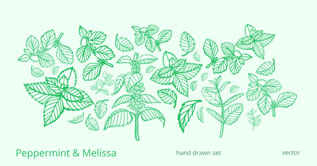 Isolated vector hand drawn set of peppermint and melissa.Mint leaves branches and flowers, spearmint and melissa herbs.Culinary or medical aromatic plant twigs.Botanical elements on a white background
