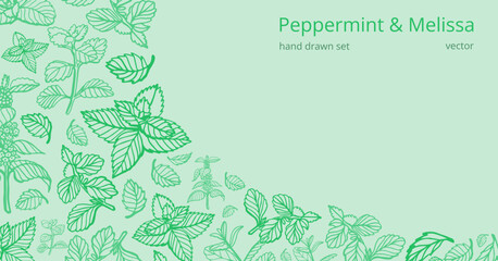 Isolated vector hand drawn set of peppermint and melissa.Mint leaves branches and flowers, spearmint and melissa herbs.Culinary or medical aromatic plant twigs.Botanical elements on a green background © HS