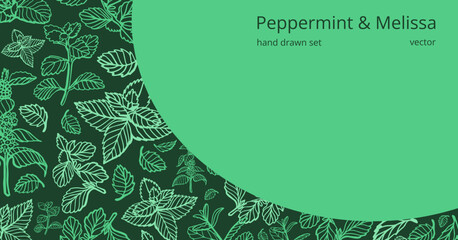 Isolated vector hand drawn set of peppermint and melissa.Mint leaves branches and flowers, spearmint and melissa herbs.Culinary or medical aromatic plant twigs.Botanical elements on a green background