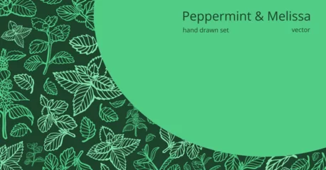 Poster Isolated vector hand drawn set of peppermint and melissa.Mint leaves branches and flowers, spearmint and melissa herbs.Culinary or medical aromatic plant twigs.Botanical elements on a green background © HS